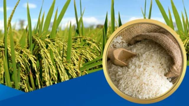 Ngành xay xát lúa gạo, Chế biến tinh bột